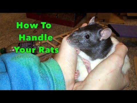 How To Pick Up And Handle Your Rat(s)