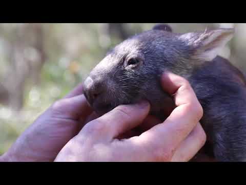 Australian Reptile Park
