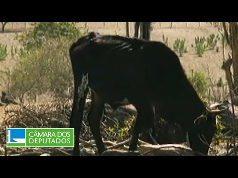 Seca na Bahia é tema de audiência pública em Salvador - 07/08/2024