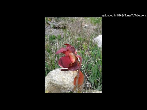 Ezopovy bajky 22 - Liška a čáp