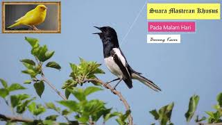 Download lagu Kacer isian Kenari Khusus untuk masteran di malam hari mp3