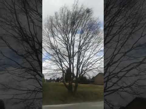 Sturm/Orkan in OWL   🌪