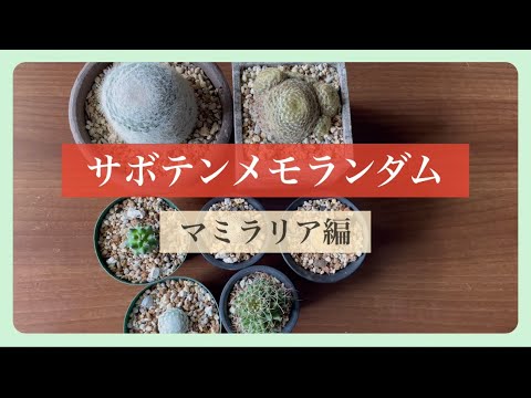 園芸 クッションサボテン、マミラリア