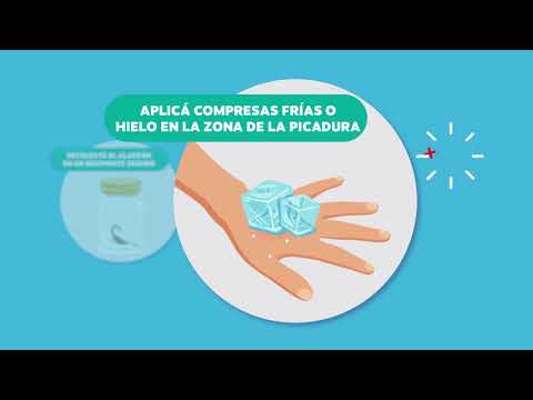 ¿Qué hacer ante la aparición de un alacrán?