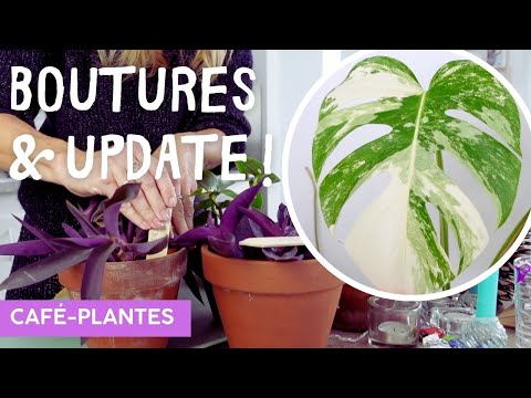 , title : 'Café plantes | Le vlog plantes d'intérieur : entretien, rempotage et suivi des plantes vertes ☕️🌿'
