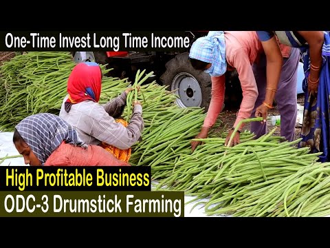, title : 'How to Start Business Drumstick Farming - How to Grow Moringa - Moringa Farming - ODC 3 Drumstick'