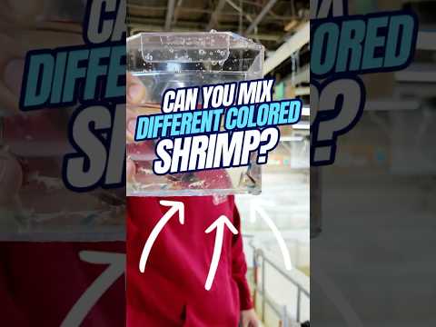 Can You Mix Different Color Shrimp? | Colorful Shrimp