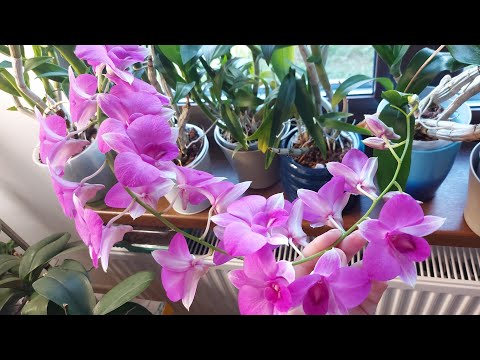 , title : '3 trucuri pt flori multe la orhideea Dendrobium phalaenopsis'
