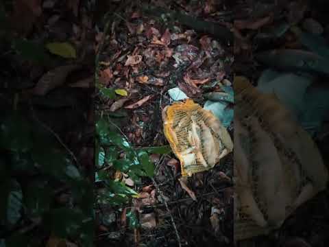 aqui em Itaberaí Goiás e chuva e na cidade de vcs tá chovendo muito comentam aí e se inscreva