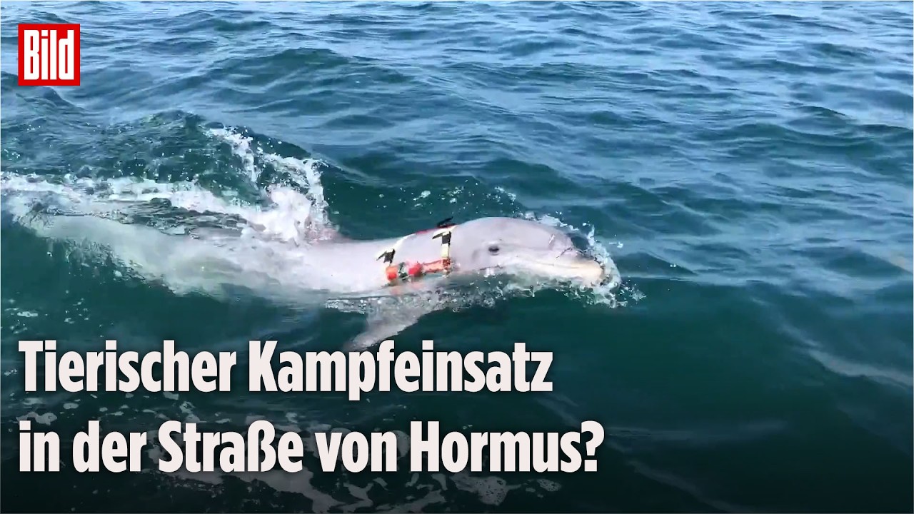 KAMIKAZE-DELFINE? Was wirklich hinter Irans angeblichen Tier-Bombern steckt!