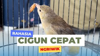 Download lagu Unpack the cigun treatment quickly ngriwik mp3