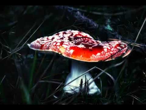 darkshire vs detonator - freakdafunkup