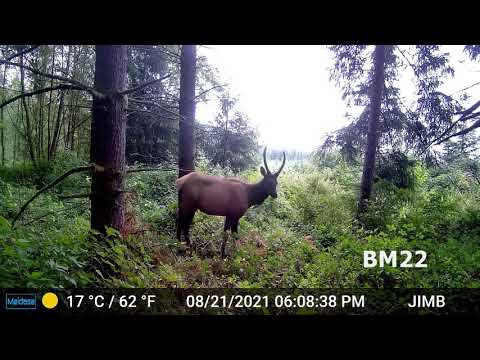 Two Months in the Forest Deer and Elk with Audio Nature Video