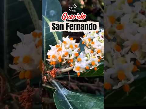 “Cierra los ojos y regresa a tu tierra… San Fernando querido 🎶” #newyork #azuay  #Sanfernandoazuay