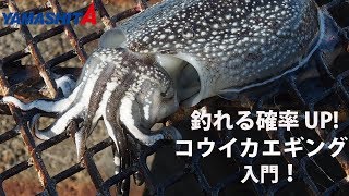 釣れる確率UP！コウイカエギング入門
