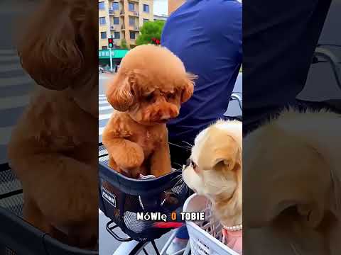 😂💔 Największe Nieporozumienie Dnia!#s #shortvideo #youtubeshorts