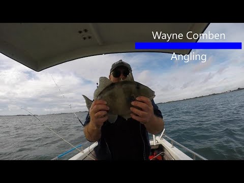 Gilthead- Stingray- Triggerfish!!