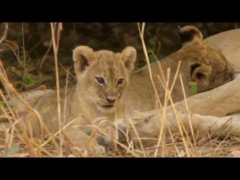 Lion Documentary: Bound by Blood: Africa's Hunter #natueswildtv #documentary