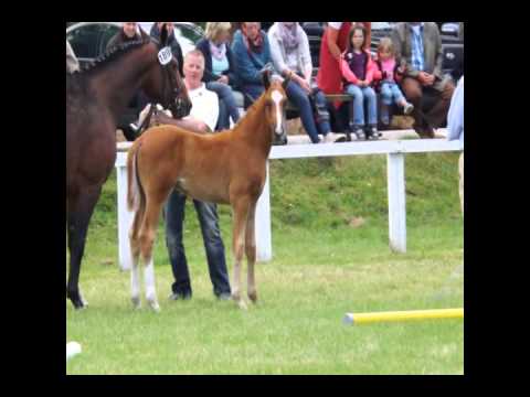 Lycon - Hengst-Fohlen von Livaldon.