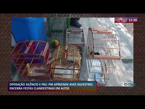 Operacão sileÌ‚ncio e paz PM apreende aves silvestre encerra festa clandestinas em Altos 08 09 2