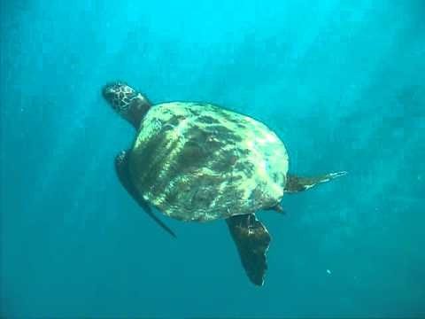 Sea turtle at  Kauai, Hawaii,  Tunnel's Reef,  North Shore