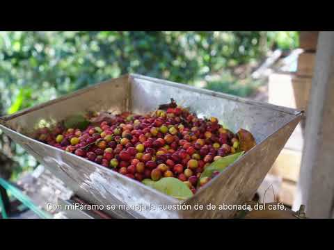 miPáramo Emprende - Café El Recuerdo - Pamplonita, Norte de Santander