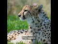 CIRCUS TRIP L Children Fun L Listen Learn English Improve English Entertainment