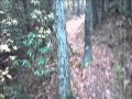 Alice Said - Screaming Trees