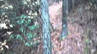 Alice Said - Screaming Trees