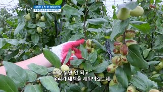 [대추로 뭉친 오! 부자(父子)] 고품질 대추를 위해서라면~!