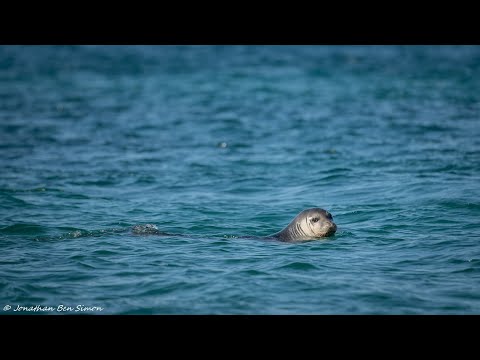 Mediterranean Monk Seal, Lichadonisia Islands, Greece