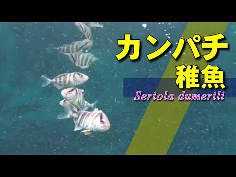 流れ藻に付いて漂うカンパチ稚魚