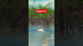 #pesca #fishing #pescasub #peixesamazonicos #pescaria #pescacombambu