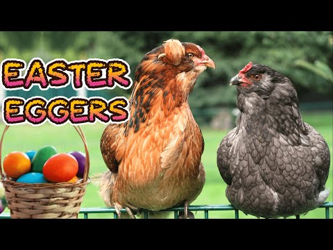 , title : 'Easter Eggers: The Rainbow Egg Layers'