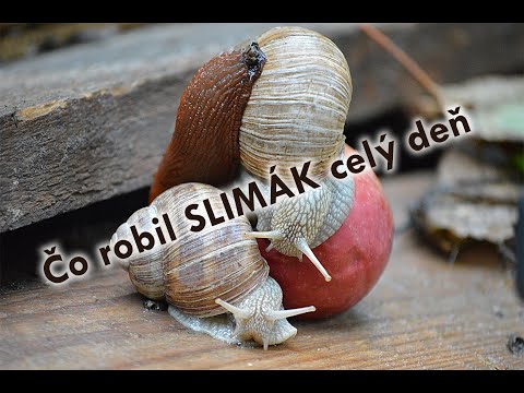 Čo robil SLIMÁK celý deň (v 2 minutách, Time Lapse)