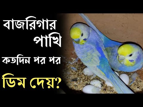 বাজরিগার পাখি কতদিন পর পর ডিম দেয় || Pakhi Kotodin por por dim dei || Pakhi Palon || Grow Life ||