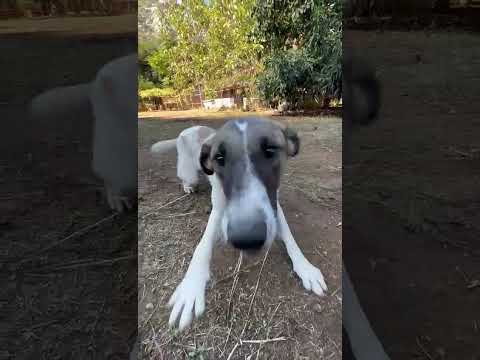 Ranya eating treats with her little friend