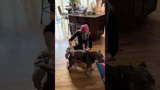 Video preview image #1 American Staffordshire Terrier Puppy For Sale in Arlington, VA, USA