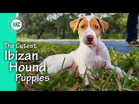 The Cutest Ibizan Hound Puppies