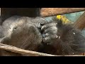 Zoo S Are Sad But Monkeys Make Me Smile Watch Till End