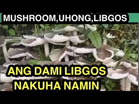 HUNTING MUSHROOMS & PICKING & COOKING MUSHROOM | BUHAY PROBINSYA 2022 DAMI SA BUKID MASARAP TALAGA