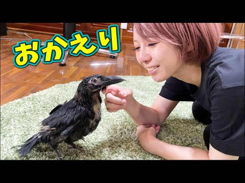 カラスのささみ、ママの帰ってくる時間が正確に分かるようです！！