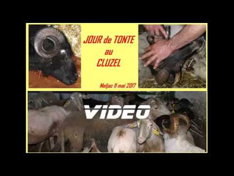 Jour de tonte au Cluzel (11 mai 2017)