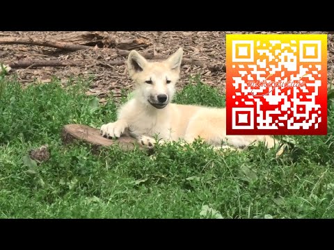 Nature Can Be Cruel  - Wolf Puppies Play With Dead Hedgehog