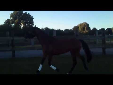 Fairytale *Lover  (Cascadello I x Paramount)