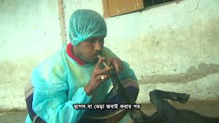 ৪ জবাই এর পর চামড়া ছাড়ানোর পদ্ধতি