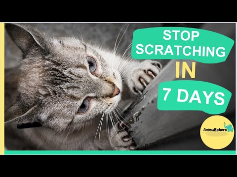Train Your Cat to Stop Scratching Your Couch in 7 Days or Less