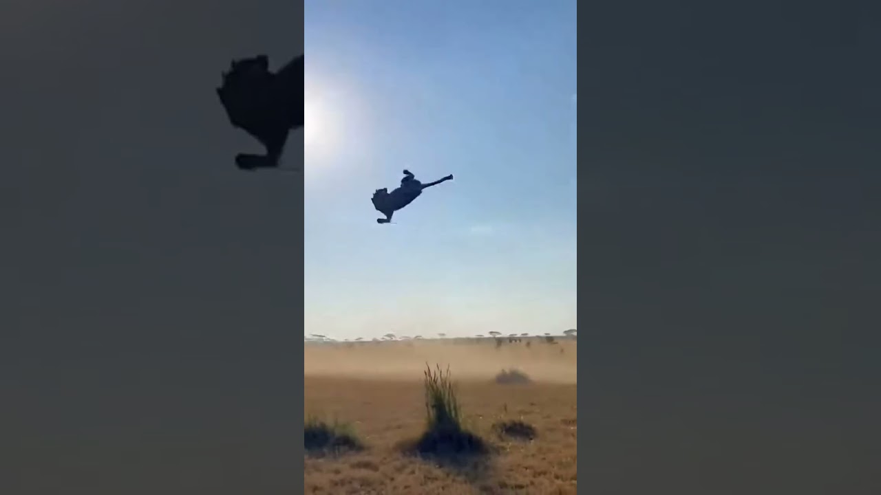 Amazing weapons of animals.動物たちの驚くべき武器