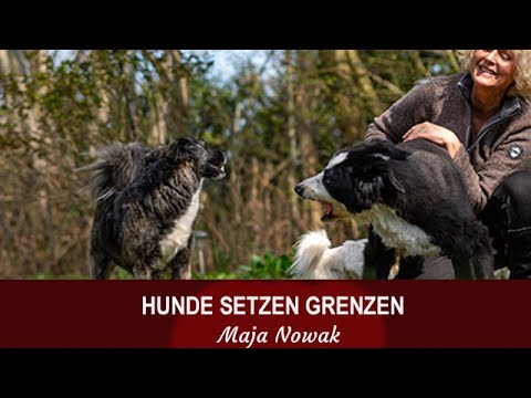 Hunde setzen Grenzen - von Maja Nowak