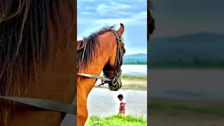 Download lagu Subscribe our chanel for more #horse #viral #shorts #nature #rider mp3 Download lagu Subscribe our chanel for more #horse #viral #shorts #nature #rider mp3